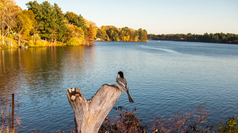 A small bird overlooks Lake Wissota