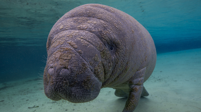 manatee close up