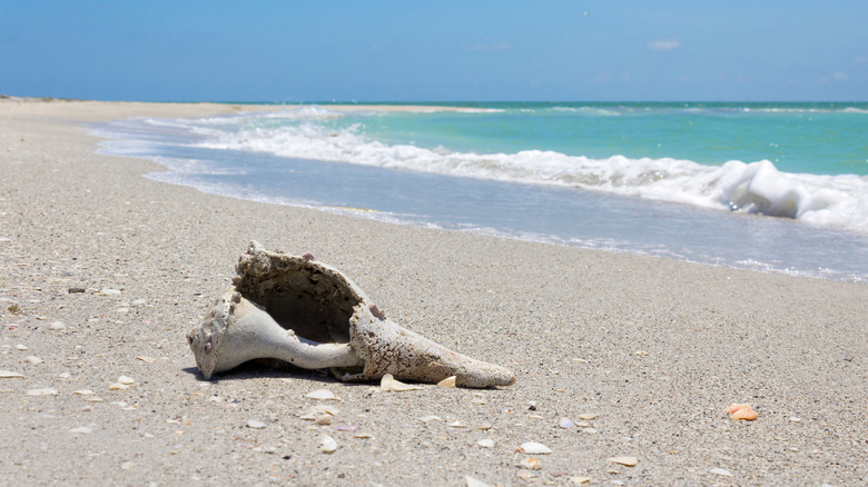 a shell washed up on the shoreline