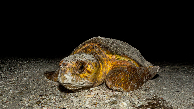 Baby loggerhead turtle crawling on the beach at night