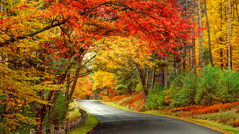 Fall trees over road