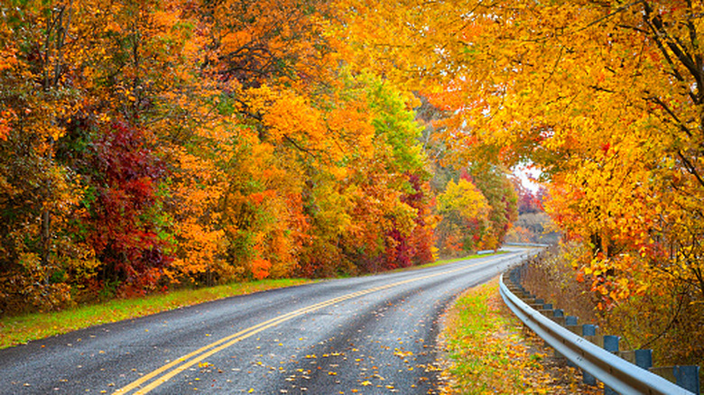 Fall trees lining a road
