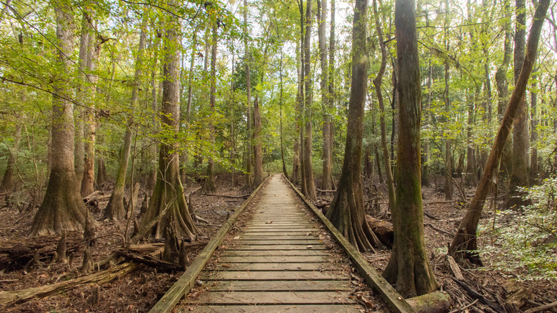 Tree-lined Boardwalk Loop Trail in Congaree National Park