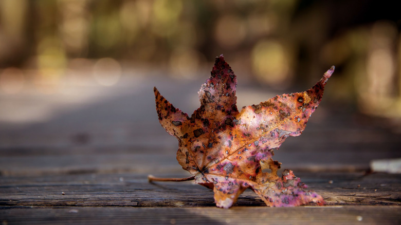 Leaf on boardwalk in Congaree National Park