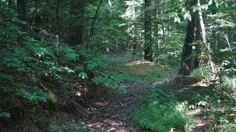 trail in Bluestone National Scenic River Park