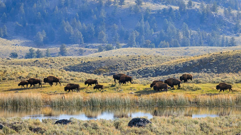 Vast shortgrass land with animals grazing