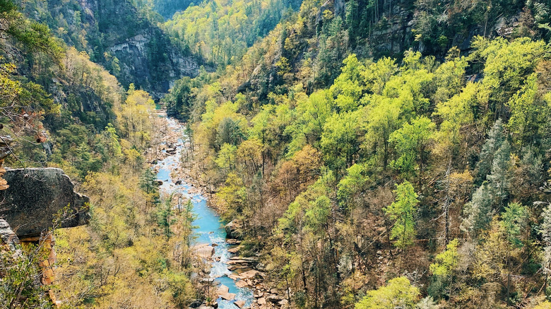Blue stream through trees