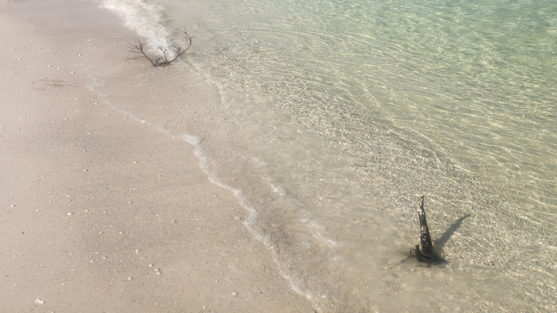 An isolated beach with clear turquoise water and green foliage-covered shore