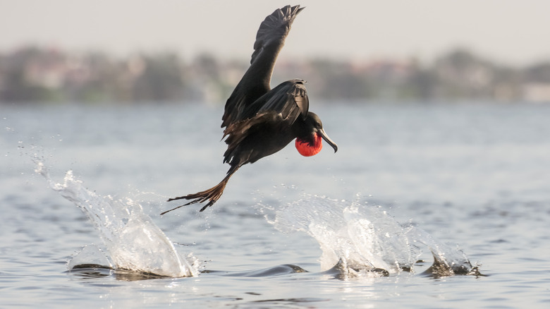 A seabird splashing and flying just above the waters of Tierra Verde