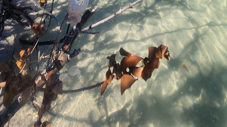 Seashells decorating tree branches hanging over turquoise waters
