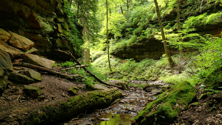 Mossy ravine in Shades State Park