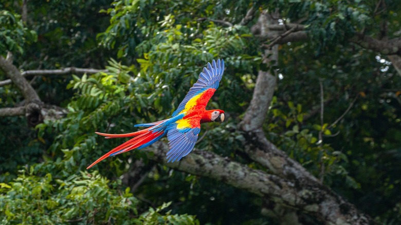 A macaw sails over treetops in the Osa Peninsula, Costa Rica