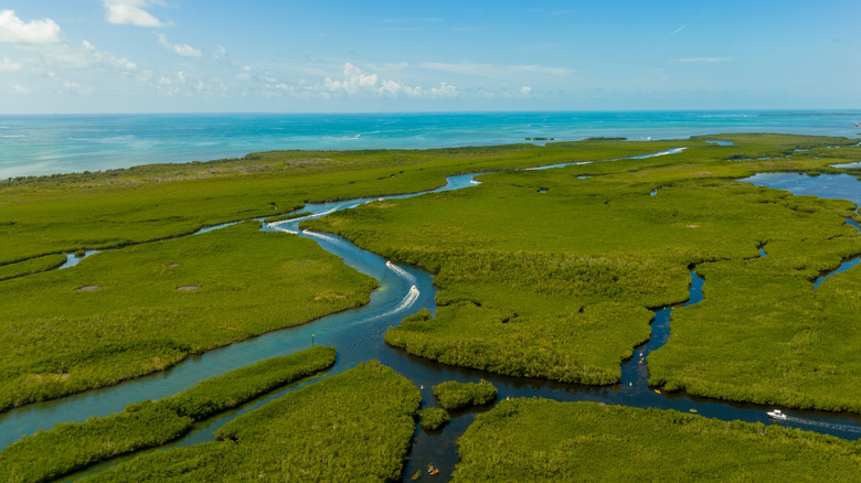 aerial view of green mangrove patches between water canals