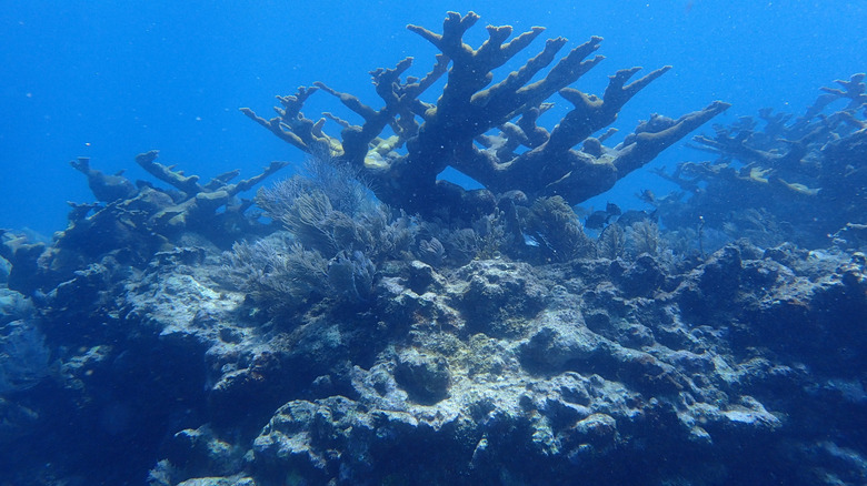 coral and rock formations underwater