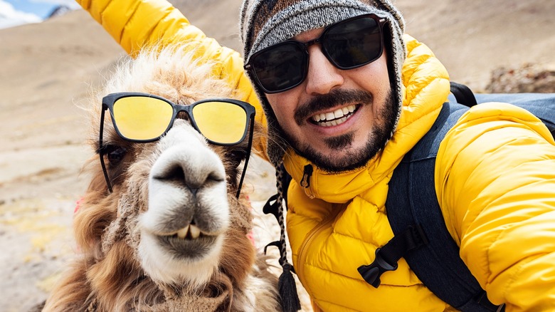 Man taking selfie with a llama