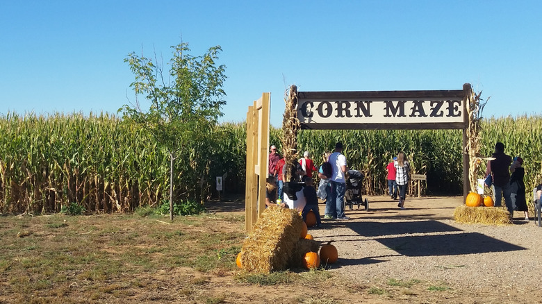 Corn Maze at McCall's