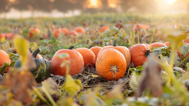 Pumpkin patch