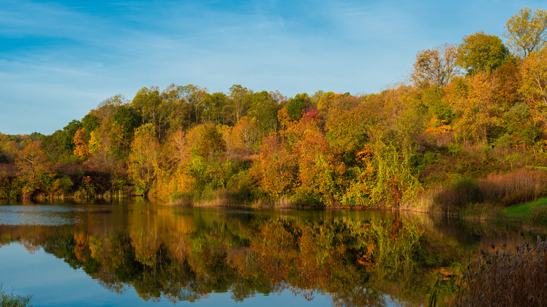 Fall trees beside reflective lake