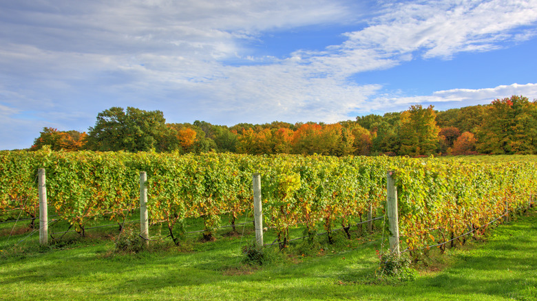 Winery in Traverse City Michigan