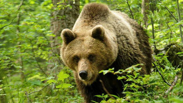 Brown bear in the forest