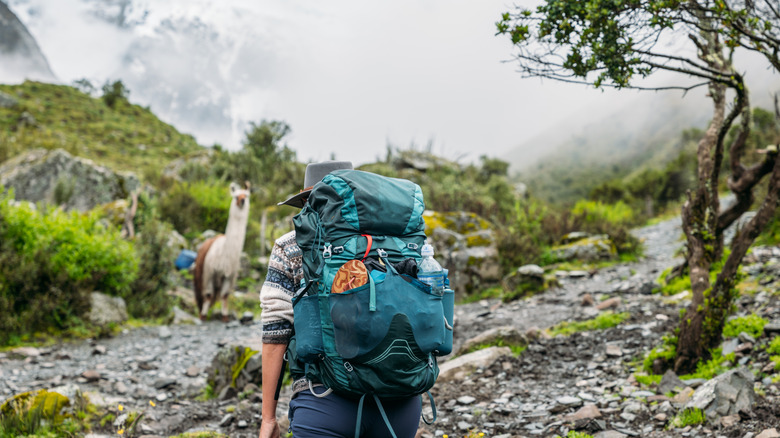 A backpacker hiking with llamas on a rocky trail