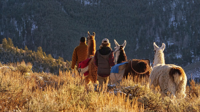 A couple hiking with llamas on a mountainside trail