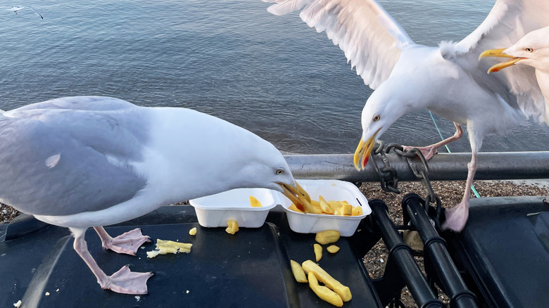 Seagulls eating chips UK seaside