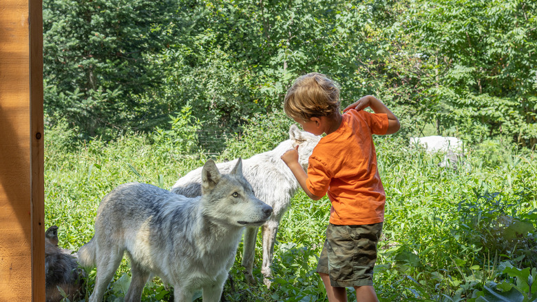 child with wolves