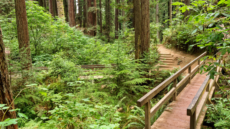 a trail around second-growth redwood trees in the Arcata Community Forest in Arcata, California