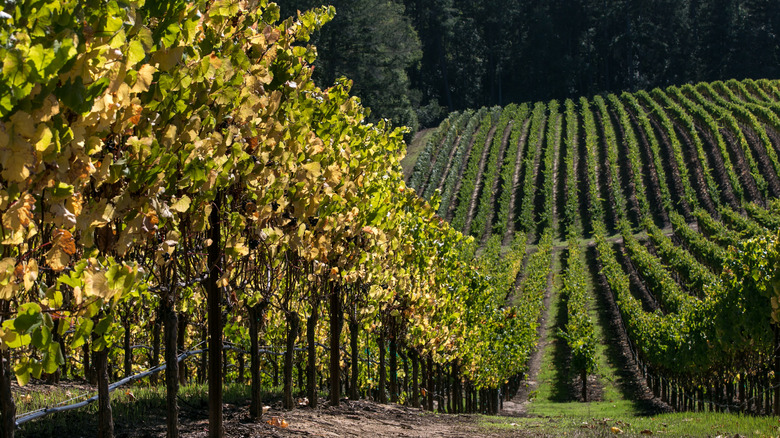 Vineyard in Sebastopol