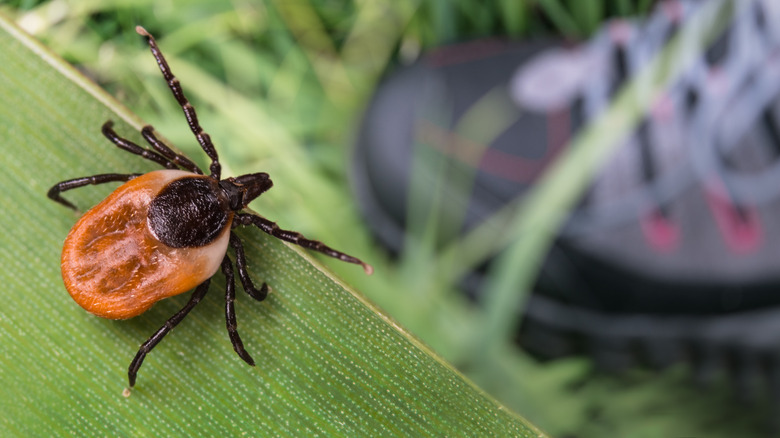 A tick on a long blade of grass.