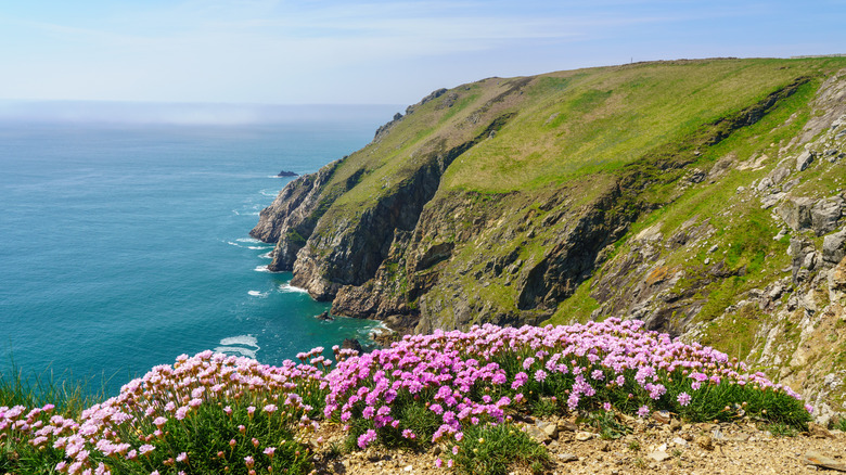 Mountainous island with wildflowers