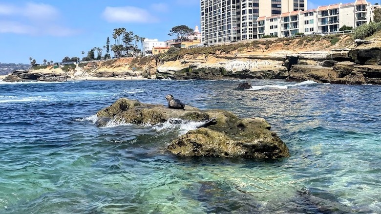 Seal on a rock surrounded by water, cliffs with buildings