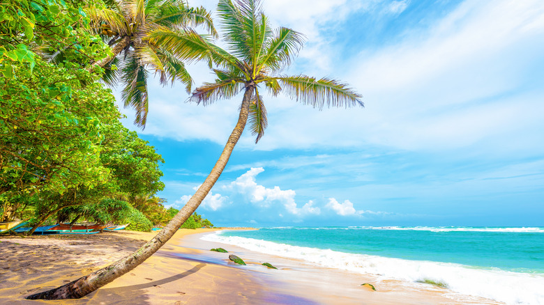 A tropical beach with mangroove trees