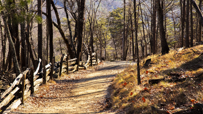 A wide hiking path in Stone Mountain Park in North Carolina