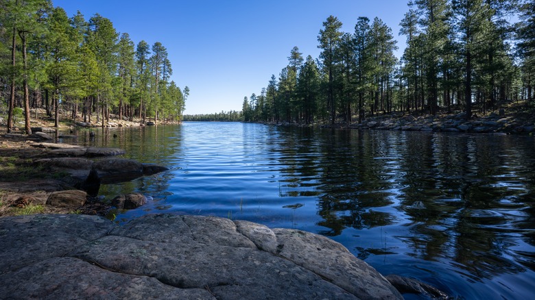 Serene lake with lush trees and rocks