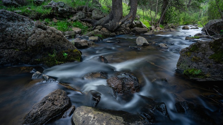Stream running through forest with rocks and greenery