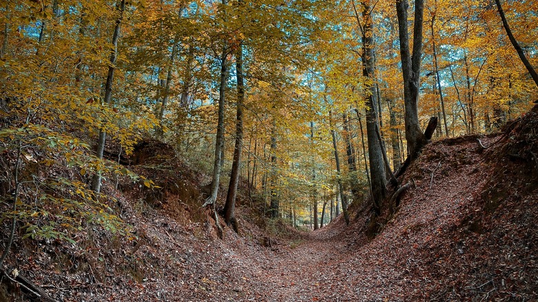 Sunken Trace in Mississippi