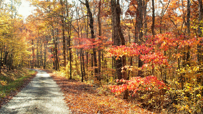 Tennessee backcountry road along Natchez Trace Parkway