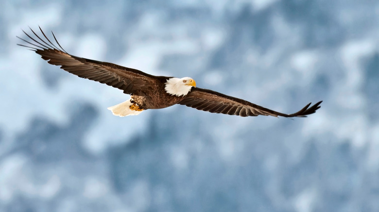 a bald eagle flying in the Chilkat Bald Eagle Preserve in Haines, Alaska