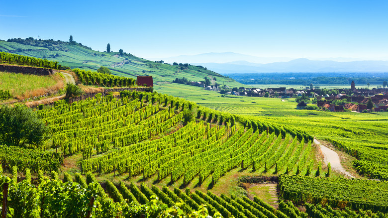Colmar vineyards
