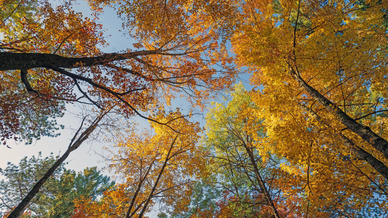 Looking up from underneath tall trees with their autumn leaves