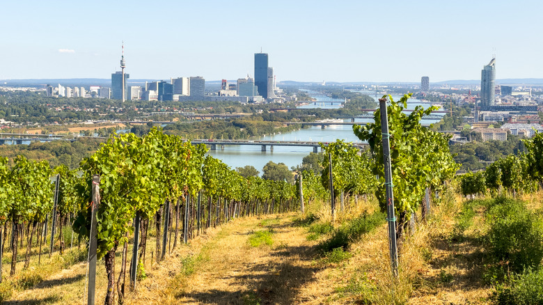 Aerial view of vineyards with the city of Vienna below