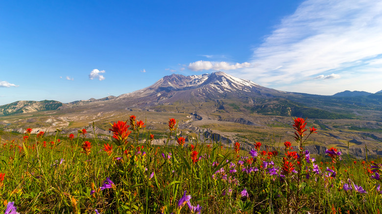 wildflowers and a meadow with Mount St. Helens in the distance