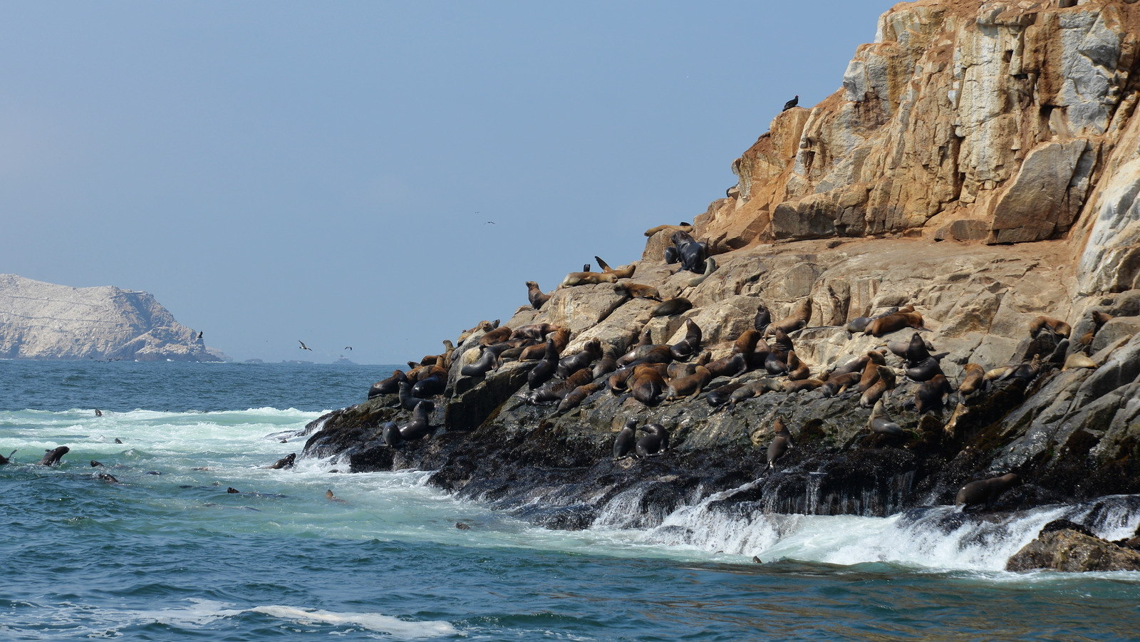 This Sea Lion Tourist Experience In Peru Is Scarier Than Many Realize
