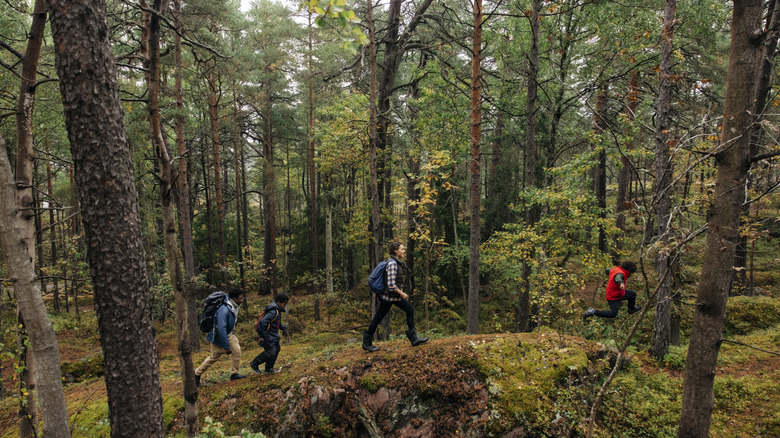 Four people hiking through the woods.