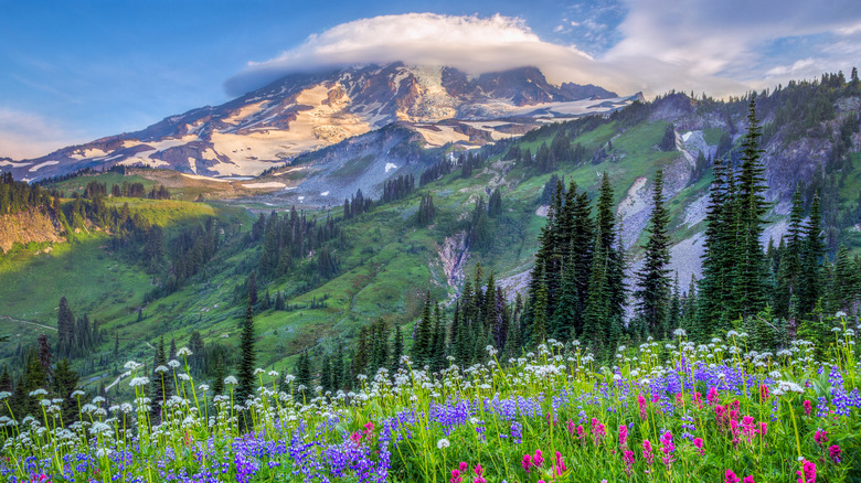 Mount Rainier wildflowers