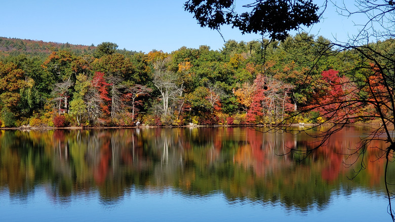 Fall foliage reflecting on Houghton's pond in Milton.