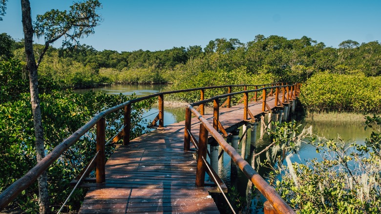 Wooden bridge crossing over mangroves