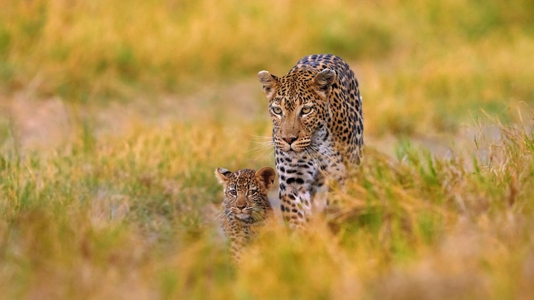 Leopards in Botswana